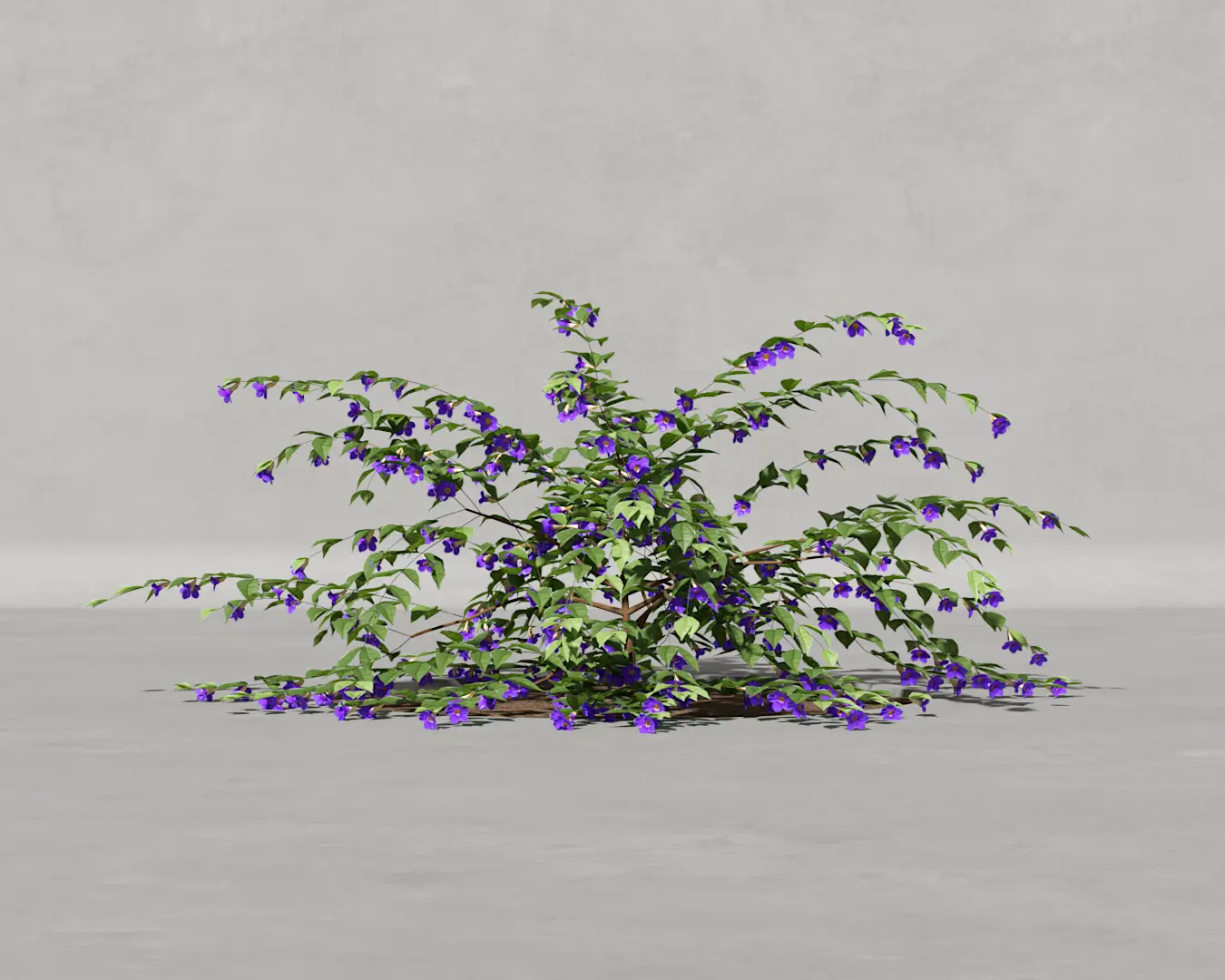 TUMBERGIA AZUL 02
