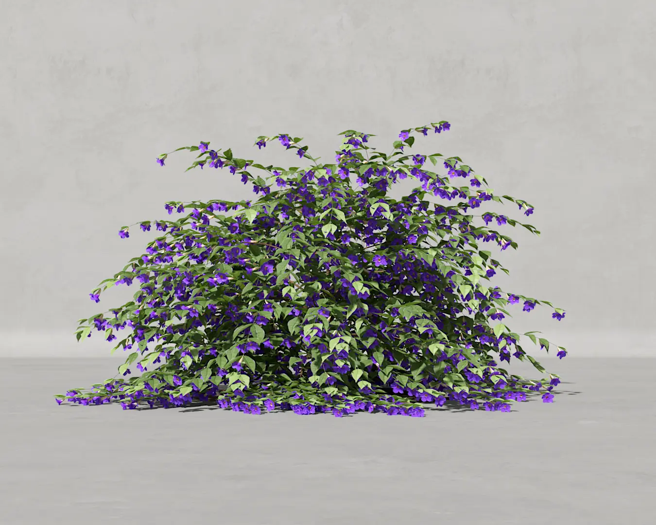 TUMBERGIA AZUL 03
