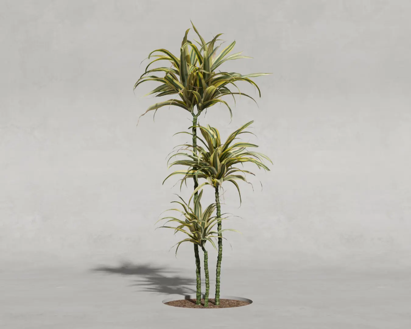 DRACENA 04