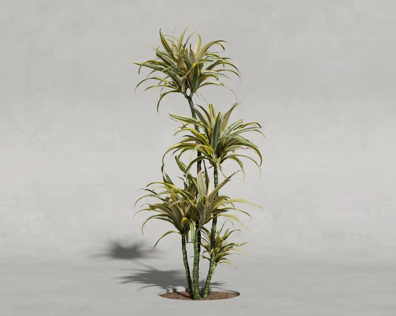 DRACENA 05