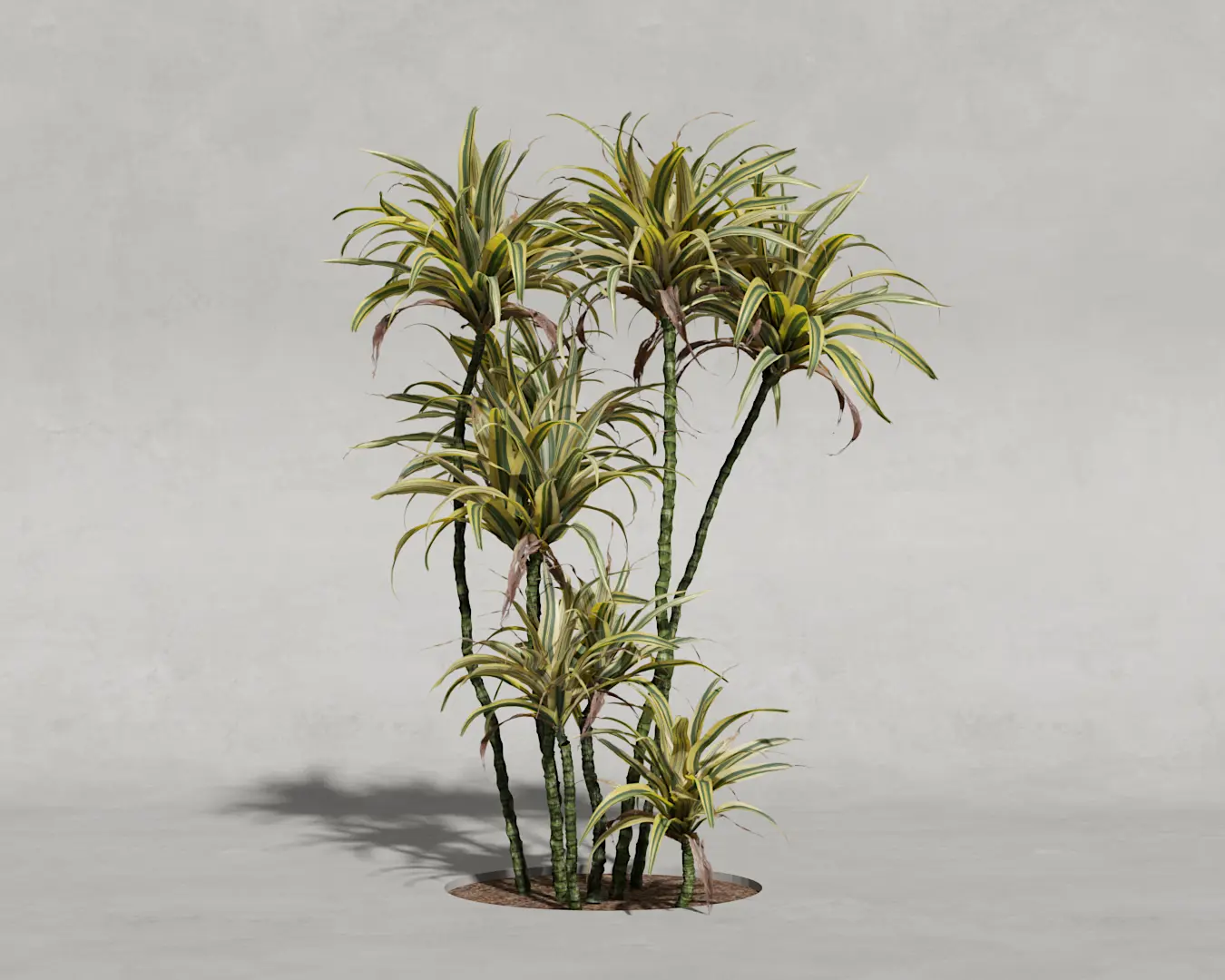 DRACENA 06
