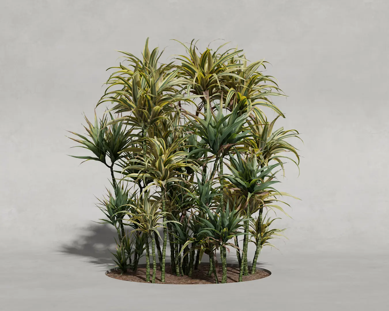 DRACENA PACK