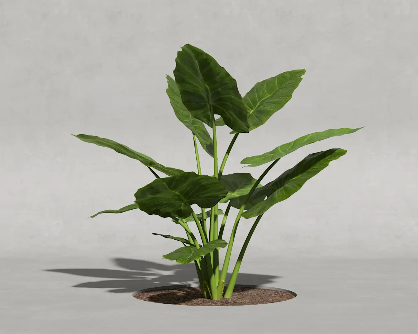 ORELHA DE ELEFANTE 01