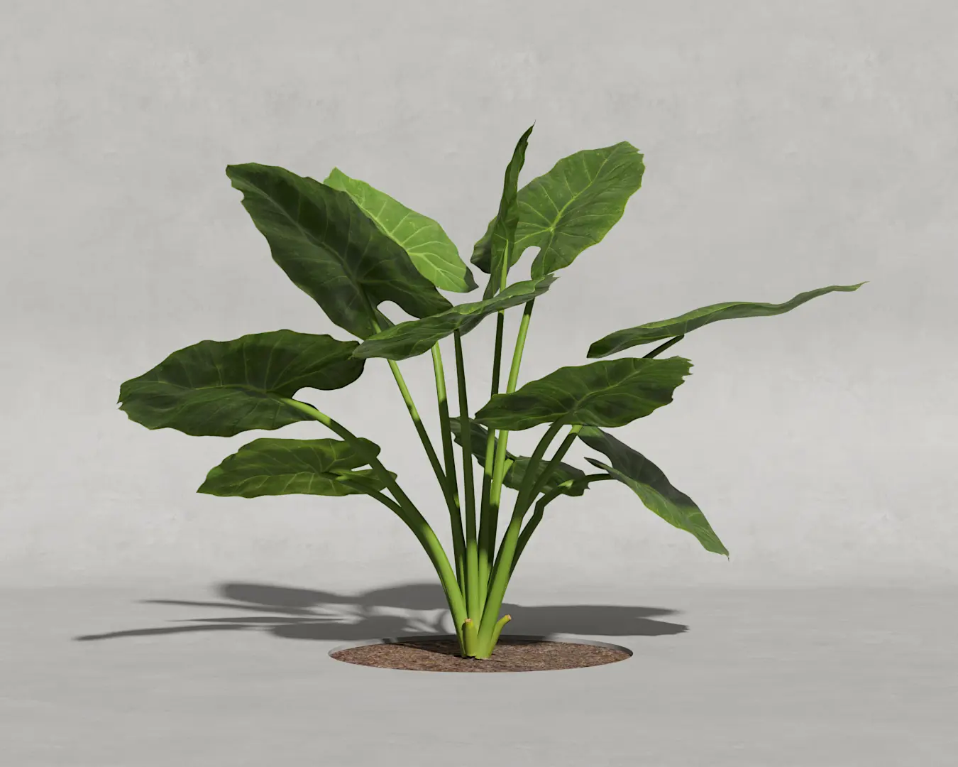 ORELHA DE ELEFANTE 02