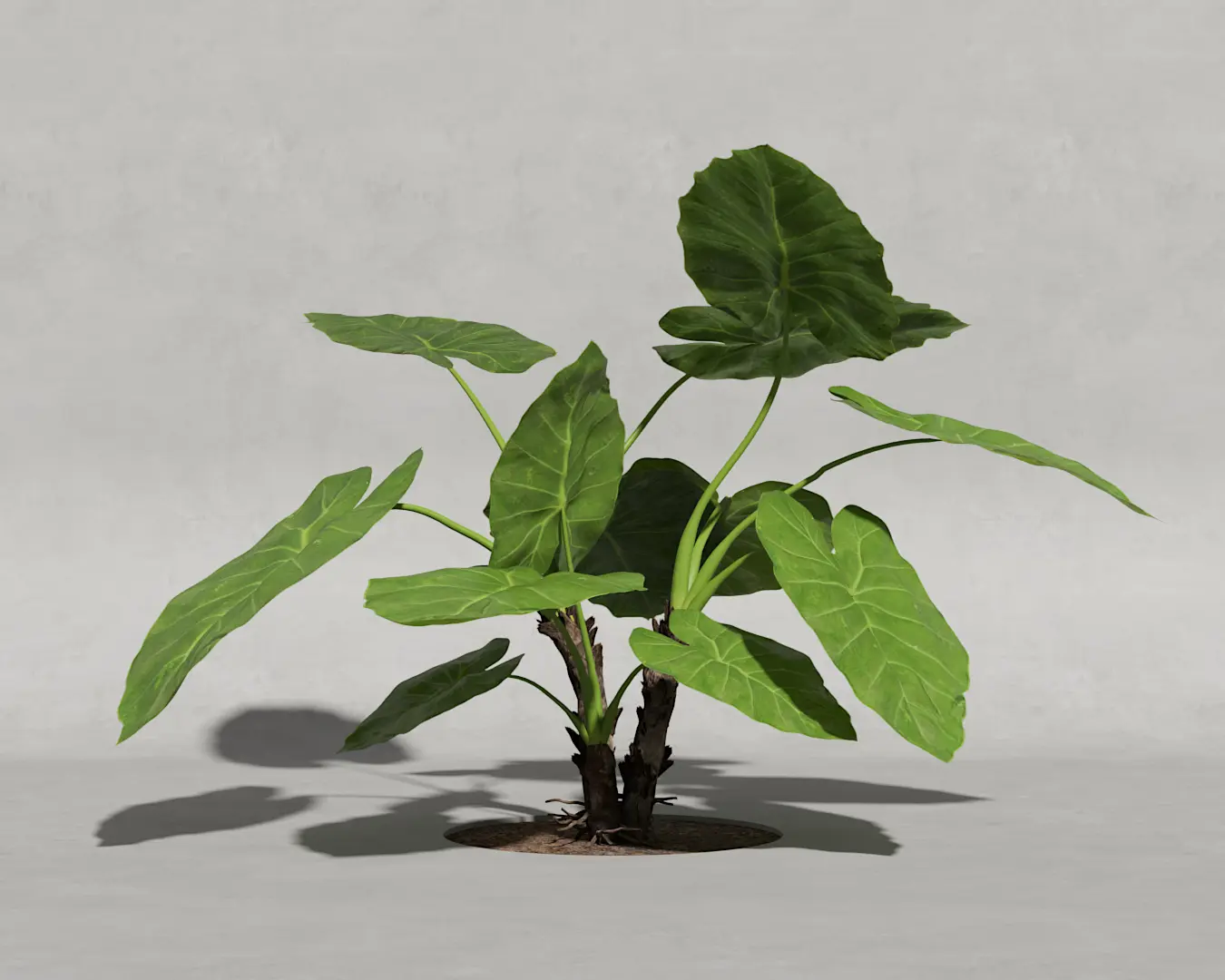 ORELHA DE ELEFANTE 03