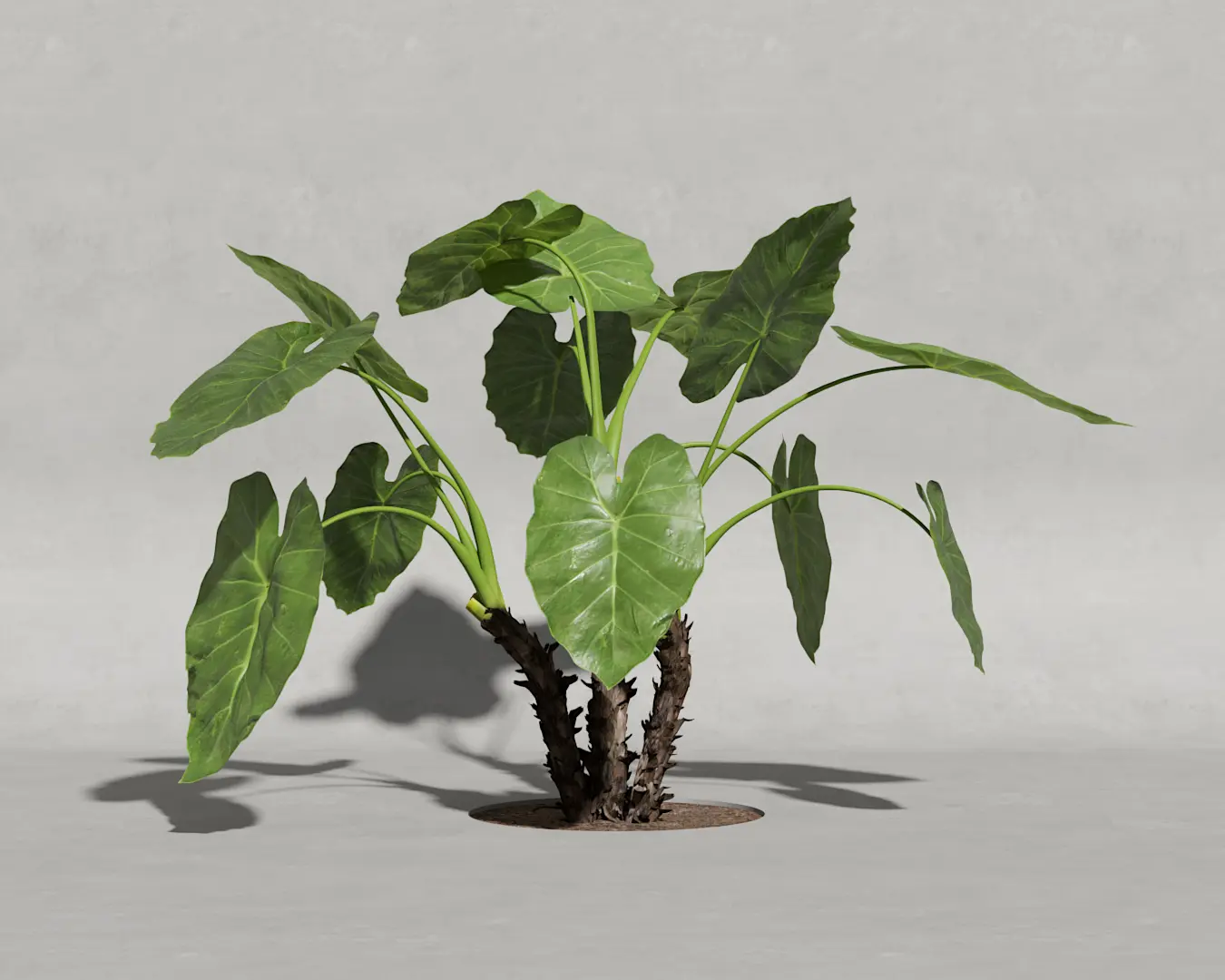 ORELHA DE ELEFANTE 04