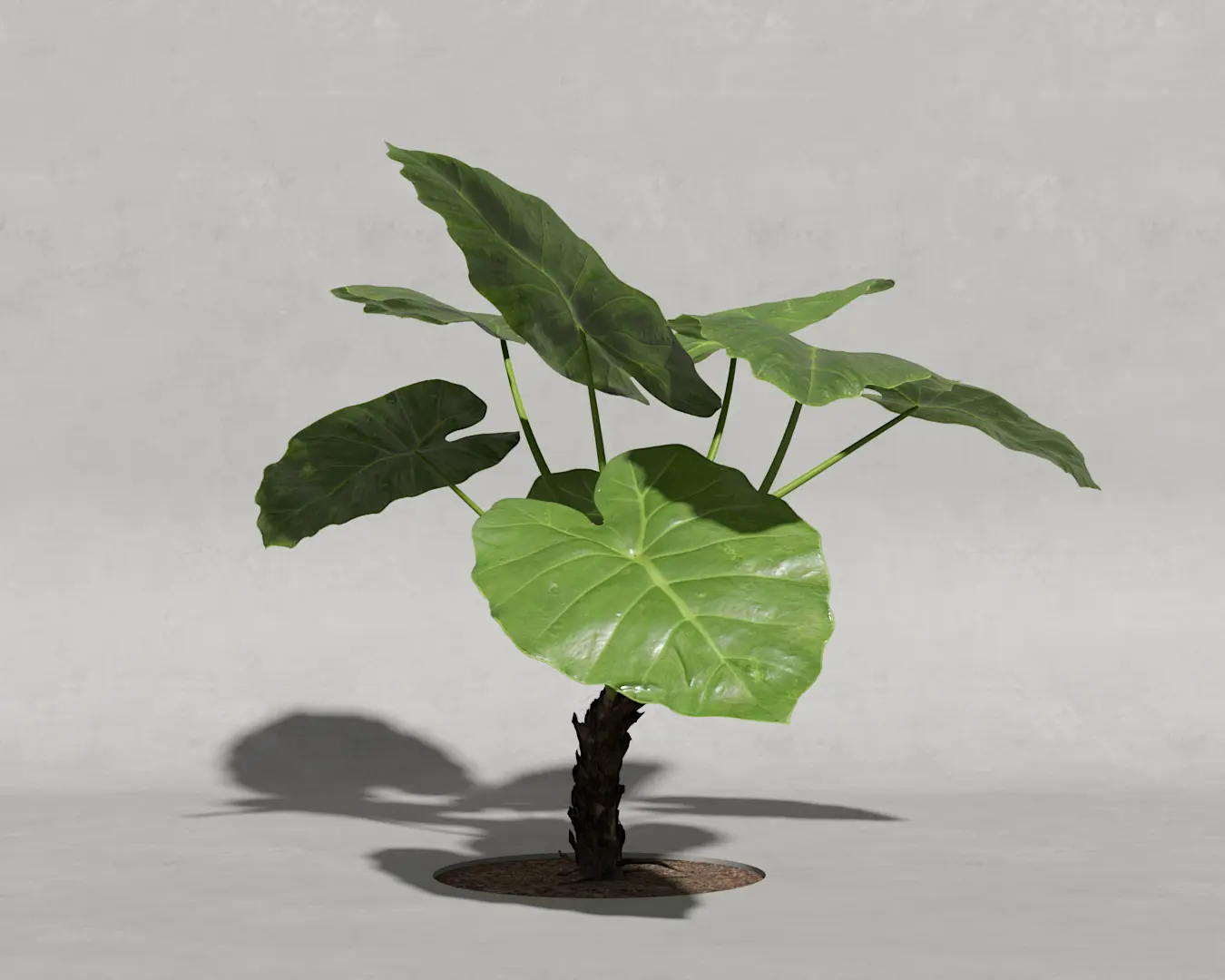 ORELHA DE ELEFANTE 05