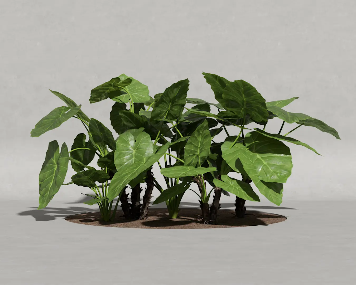 ORELHA DE ELEFANTE PACK